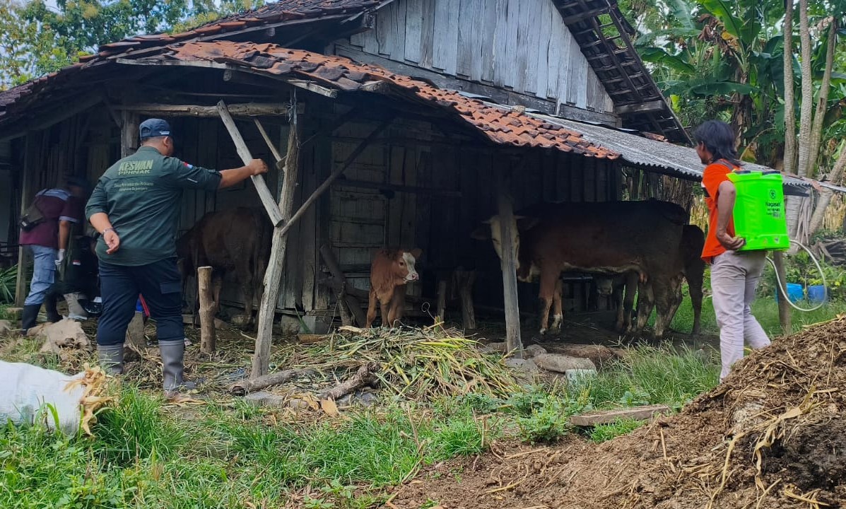 Disnakkan Bojonegoro Lakukan Langkah Cepat Tangani Kasus PMK pada Ternak di Kedewan