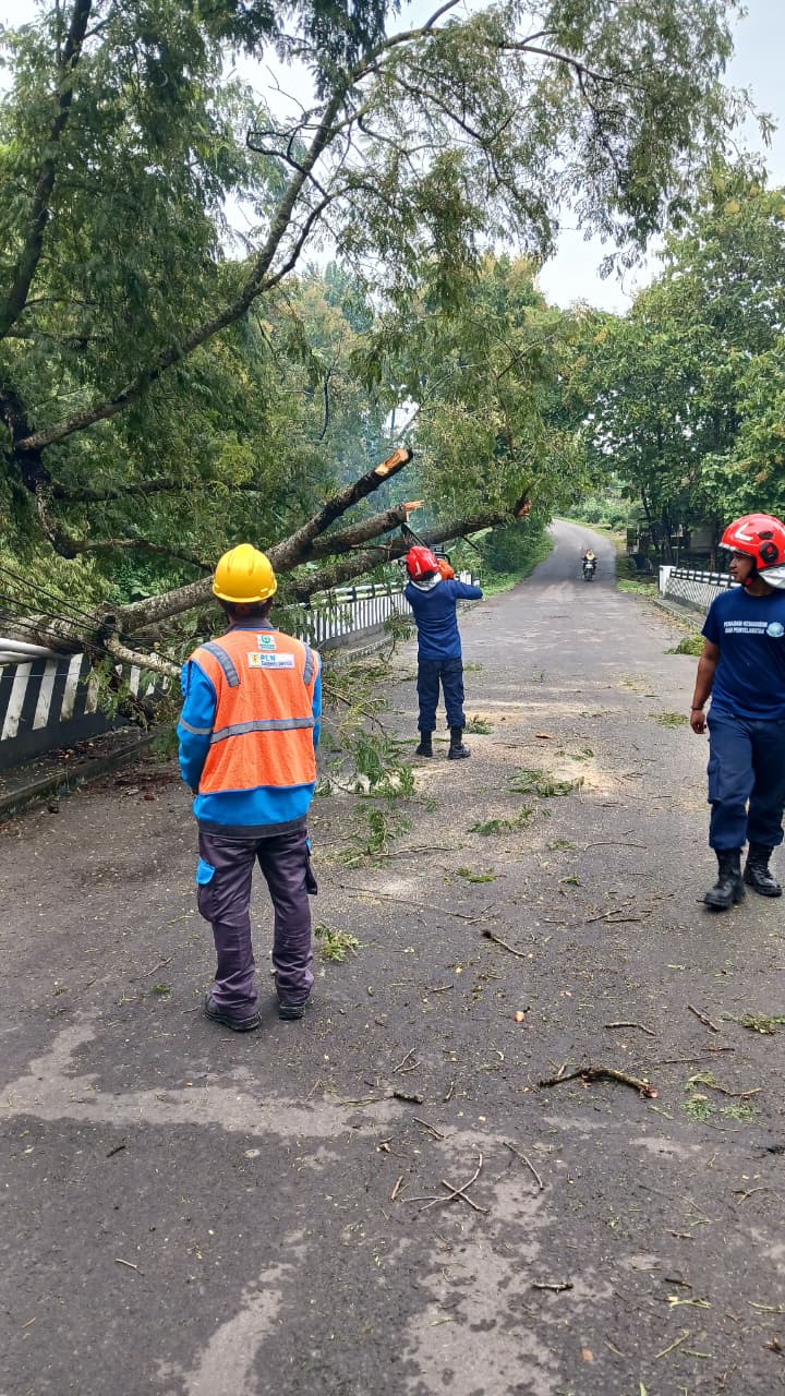 Dinas Damkarmat Bojonegoro Evakuasi Pohon Tumbang Melintang Jalan, Langkah Cepat Tindaklanjuti Informasi Warga