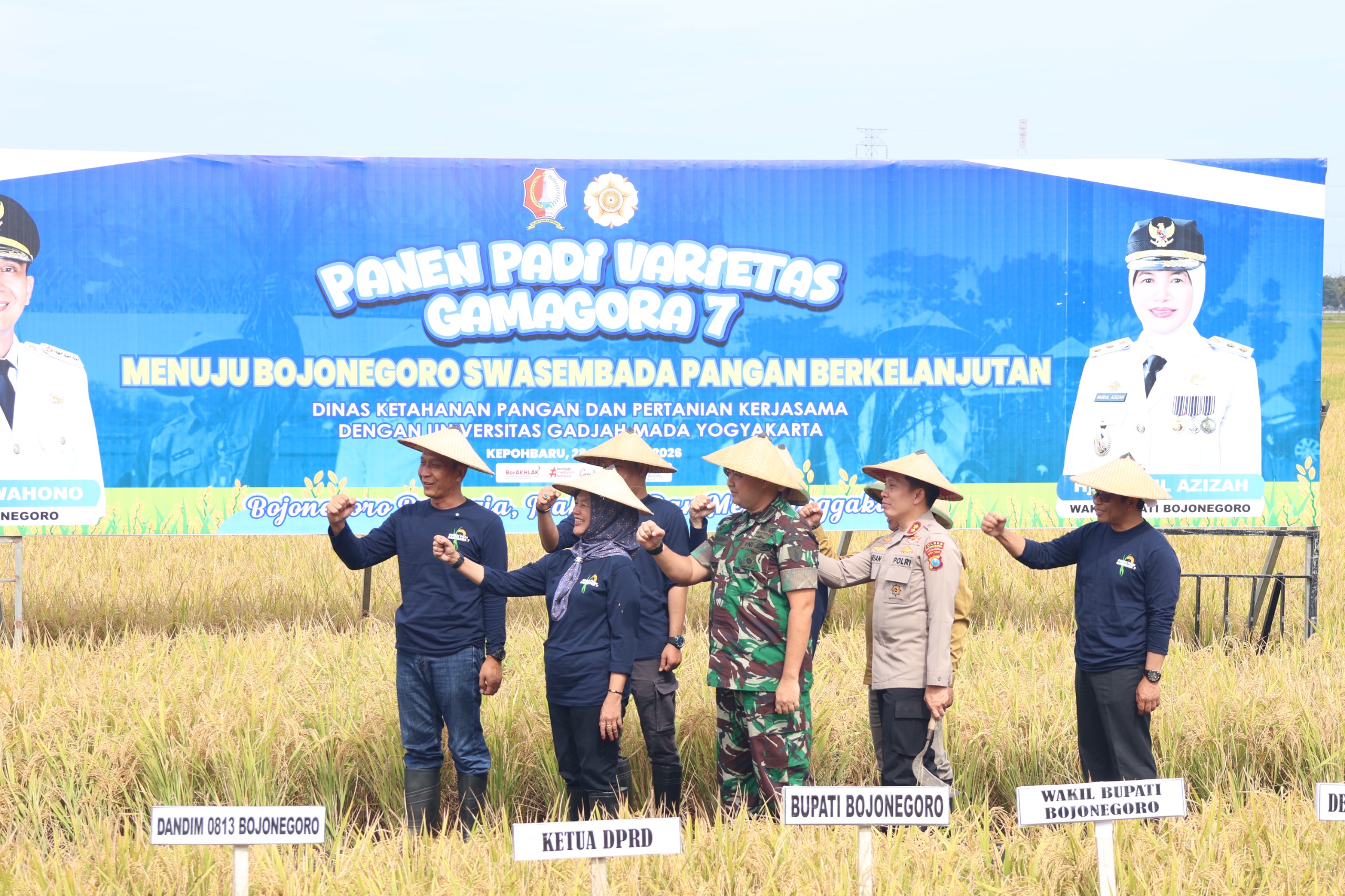 Pemkab Bojonegoro Bareng UGM Gelar Panen Padi Varietas Gamagora 7, Siap Wujudkan Swasembada Pangan Berkelanjutan