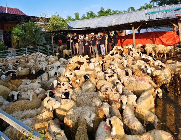 Terus Berinovasi, Aringga Bayu Sukses Kembangkan Ternak Domba dari Skala Kecil hingga Pasar Luar Jatim