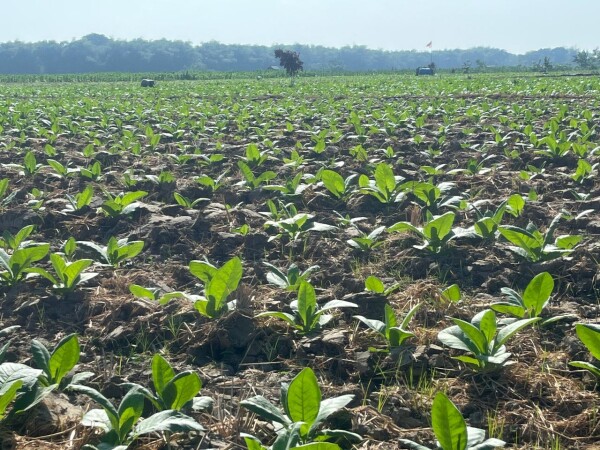 Petani Tembakau di Bojonegoro Telah Terima Bantuan Pupuk NPK, Bisa Tekan Biaya Produksi