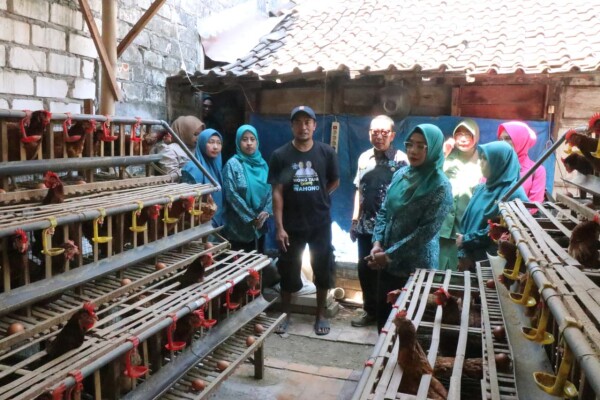 Bersinergi dengan Program Gayatri, Warga Gedongarum-Kanor Sukses Kembangkan Ayam Petelur