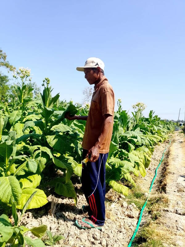Petani Tembakau Bojonegoro Mulai Panen, Harga Jual Relatif Tinggi